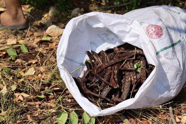 Adanada kilosu 10 liradan satılacak Cinsellikten kalp sağlığına kadar birçok faydası var