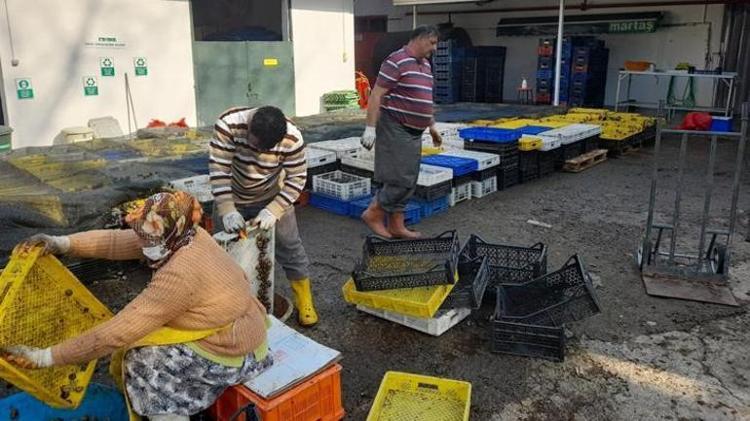 Türkiyede yapan 4 kişi var Kocaelinde üretiyor Avrupaya 5 eurodan satıyor