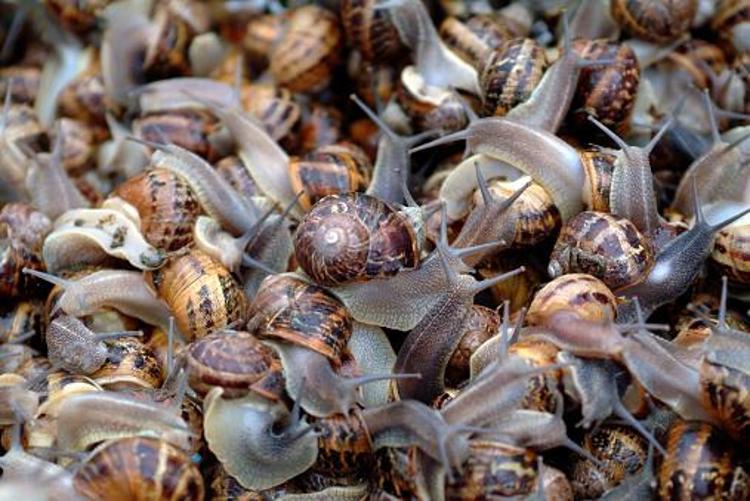 Türkiyede yapan 4 kişi var Kocaelinde üretiyor Avrupaya 5 eurodan satıyor