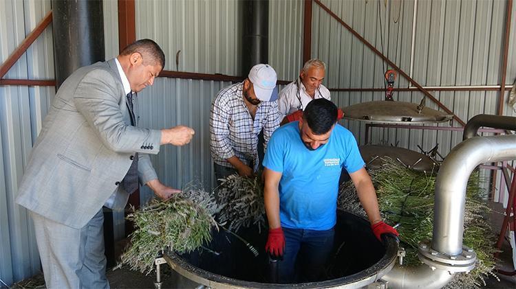 Ispartanın mor bahçelerinde hasat başladı: 60 kilosundan 1 kilo çıkıyor, 600 TLye satılıyor