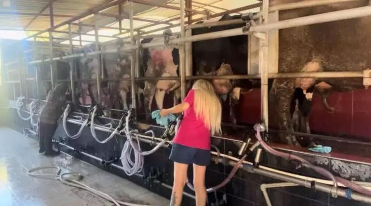 Mesleğinin zirvesinde gazeteciliği bıraktı, çiftlik kurdu Bu iş erkek işi diyenlere inat bir ilke imza attı