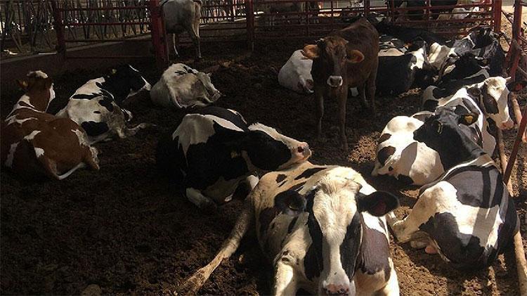 Mesleğinin zirvesinde gazeteciliği bıraktı, çiftlik kurdu Bu iş erkek işi diyenlere inat bir ilke imza attı