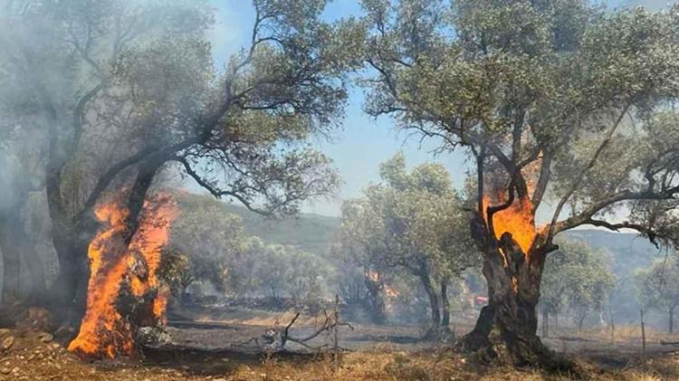 Orman yangınlarında ağaçları yanan köylülere zeytin ağacı desteği verilmeli: Osmanlıda yapıldı biz de yapabiliriz