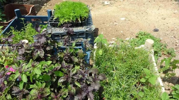 Adanada kendi imkanlarıyla üretiyor vatandaşlar akın ediyor Tohumunu 5 fidesini 20 liradan satıyor