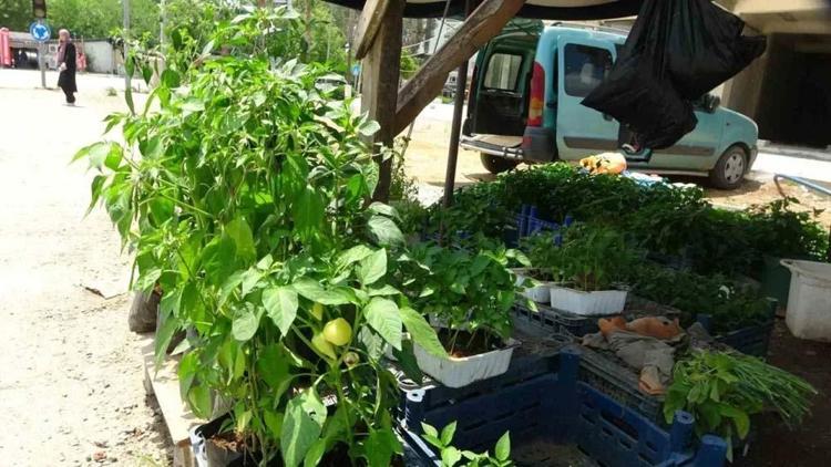 Adanada kendi imkanlarıyla üretiyor vatandaşlar akın ediyor Tohumunu 5 fidesini 20 liradan satıyor