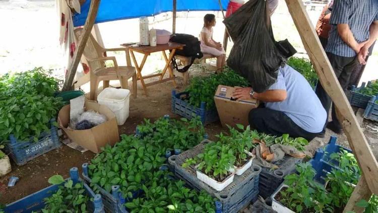 Adanada kendi imkanlarıyla üretiyor vatandaşlar akın ediyor Tohumunu 5 fidesini 20 liradan satıyor