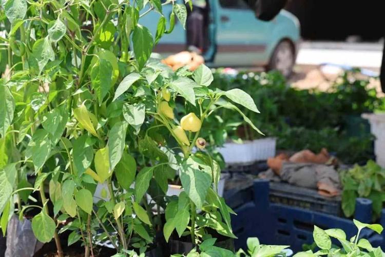 Adanada kendi imkanlarıyla üretiyor vatandaşlar akın ediyor Tohumunu 5 fidesini 20 liradan satıyor