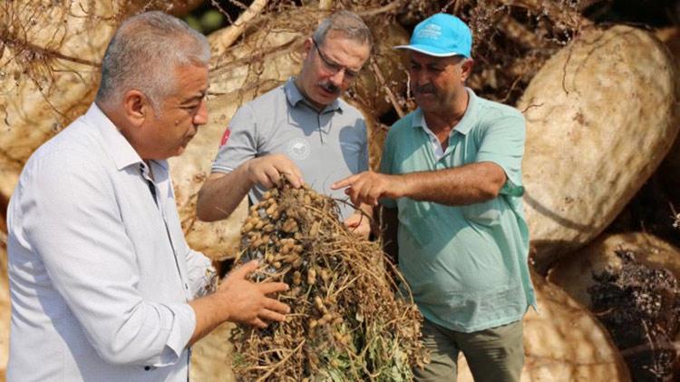 Türkiyede en fazla Adanada üretiliyor Kanserden kalp hastalıklarına birçok faydası var