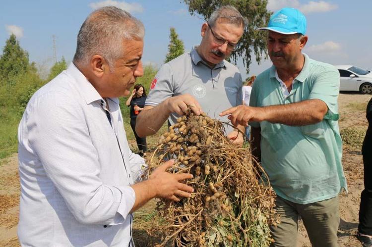 Türkiyede en fazla Adanada üretiliyor Kanserden kalp hastalıklarına birçok faydası var