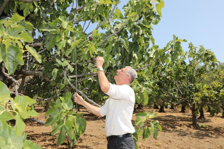 Bursalı çiftçilere müjde Avrupa Birliği onayladı, artık dünya tanıyacak