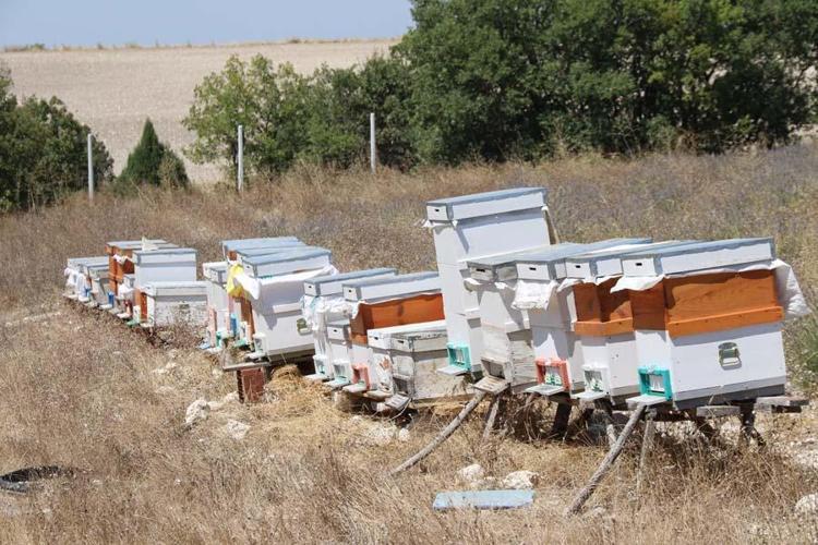Eşkişehirde devlet desteğiyle işini 3e katladı Diğer ballara göre bambaşka özelliği var