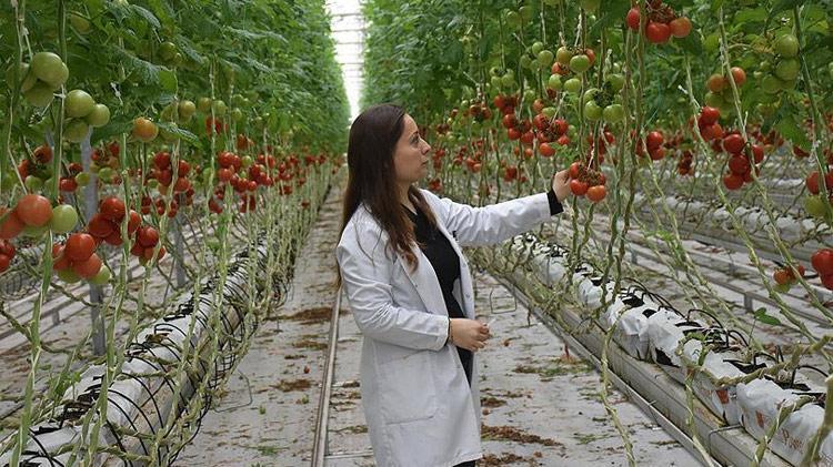 Adana Valisi çalışmaların başladığını duyurdu Yılda 100 bin ton sebze üretilebilecek