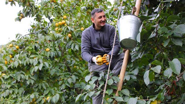 Bu köyde başka meyve yetiştirilmiyor: Dalında 15, kurusu 250 lira Amasyanın Sarı altını yurdun dört bir yanına dağıtılıyor