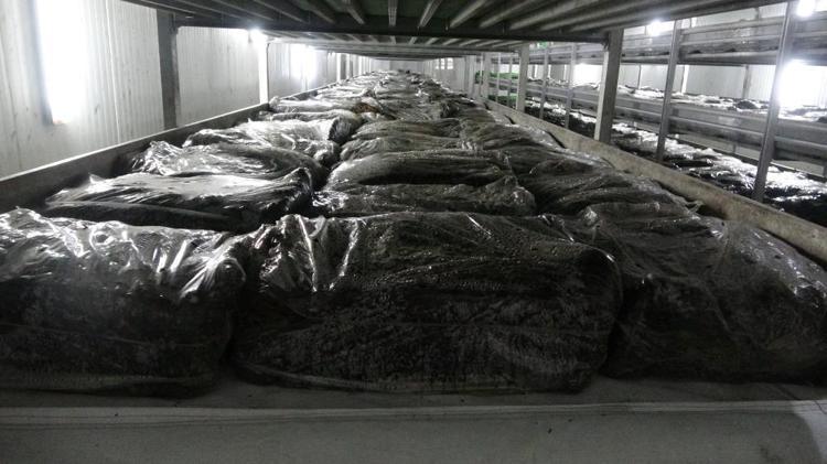 Üretimi yıllık 400 tonu geçti Kilo fiyatı 60 lirayı buluyor