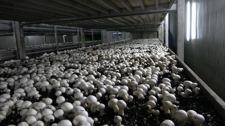 Üretimi yıllık 400 tonu geçti Kilo fiyatı 60 lirayı buluyor
