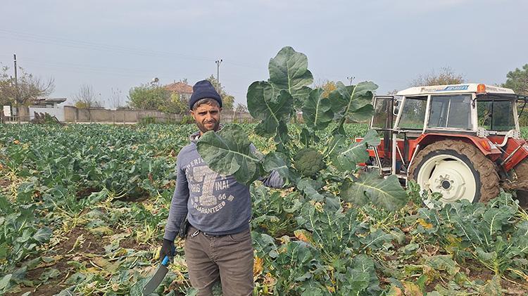 Samsun Bafra Ovasında brokoli hasadı mesaisi: 13 bin ton rekolte beklentisi