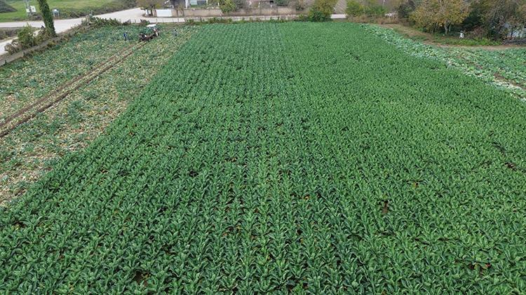 Samsun Bafra Ovasında brokoli hasadı mesaisi: 13 bin ton rekolte beklentisi