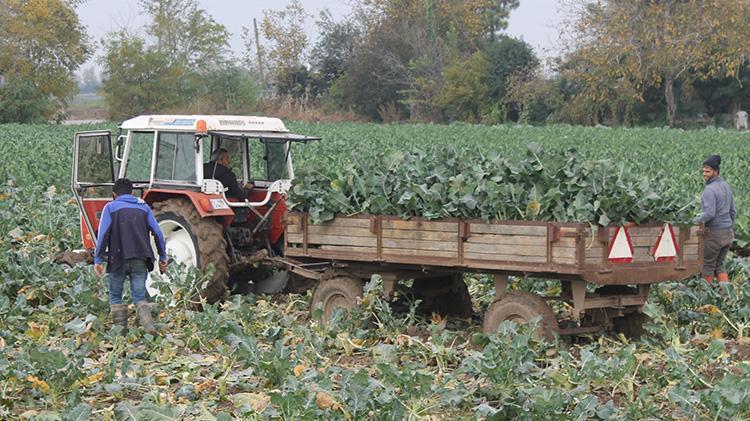 Samsun Bafra Ovasında brokoli hasadı mesaisi: 13 bin ton rekolte beklentisi