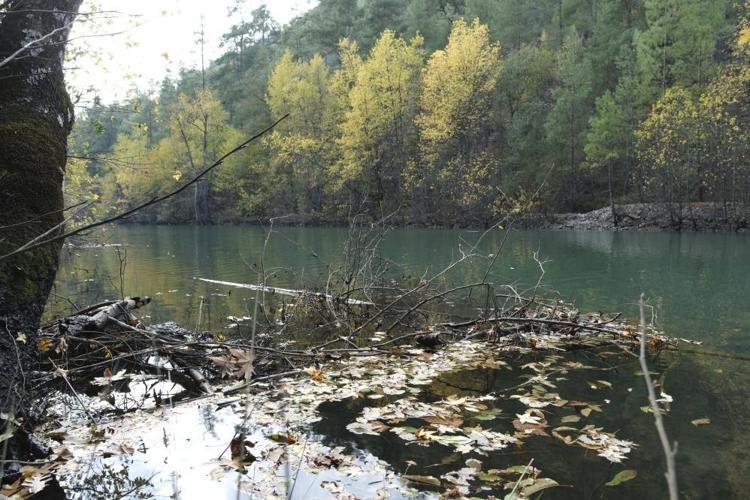 Sığla Ormanına eğitim gezileri için bile özel izin alınması gerekiyor