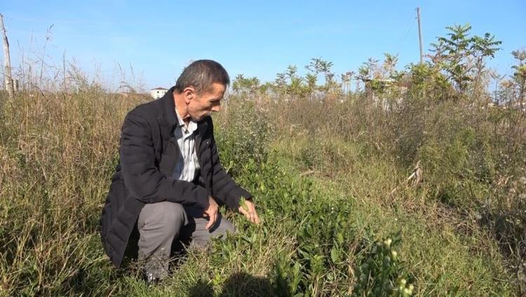 Köylüler topluyor, 20 çeşit tıbbi bitkiyi ihraç ediliyor