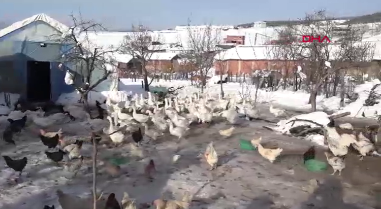 KAZLAR İÇİN ÖZEL ALANLAR VE DOĞAL BESLENME