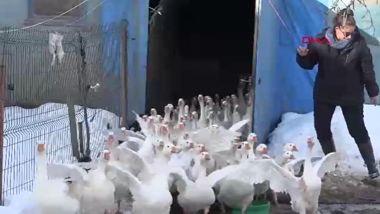 Ebru Öğretmen köye yerleşerek kaz sürüsüne sahip oldu