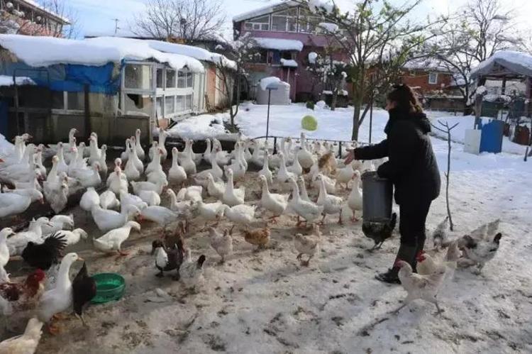 Ebru Öğretmen köye yerleşerek kaz sürüsüne sahip oldu