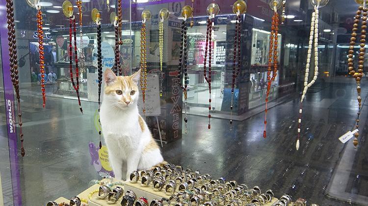Mersinde gümüşçünün vitrinini kediler süslüyor