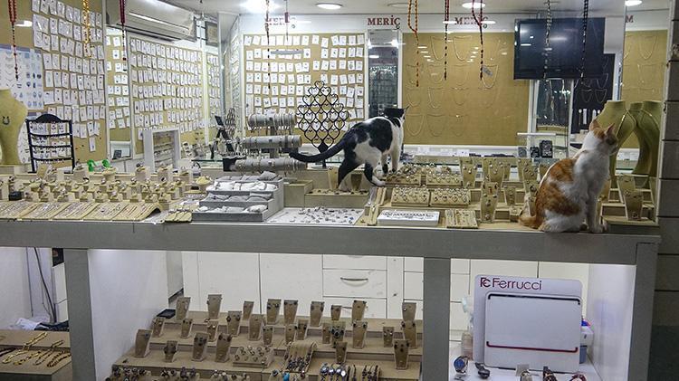 Mersinde gümüşçünün vitrinini kediler süslüyor