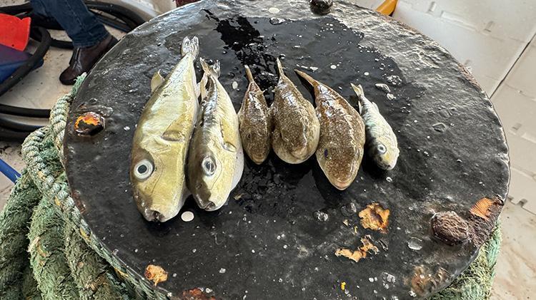 Doğu Akdenizde balon balığı avcılığı yayınlaşıyor Adanada destek ödemeleri artıyor