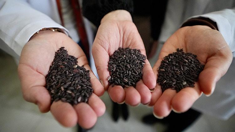 KOSGEBden aldığı hibe desteği ile yeni işini kurdu, siyah pirince katma değer kazandırdı