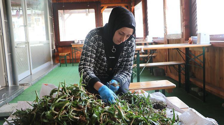 Doğadan toplanması yasak Kilosu altın değerinde, talep patlaması yaşıyor