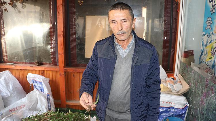 Doğadan toplanması yasak Kilosu altın değerinde, talep patlaması yaşıyor