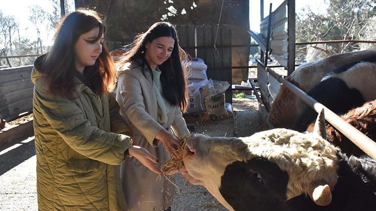 İzmirde yüksek lisans mezunu kız kardeşler devlet desteğiyle hayvancılık yapmaya başladı 13 inekle başladıkları işte şimdi 40 inek besliyorlar