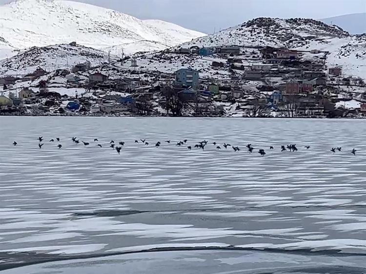 Göl dondu, kuşlar Çınar Teyzeye kaldı Elleriyle besliyor