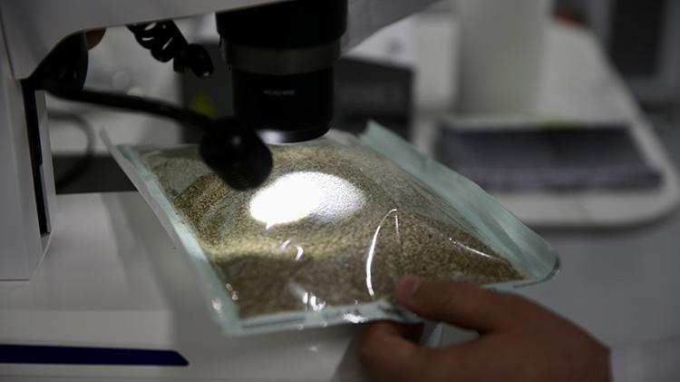 Laboratuvarda üretilen avcı böcekler biyolojik mücadelede etkin rol oynayacak Fethiyede tarımın geleceğini değiştirecek yerli proje