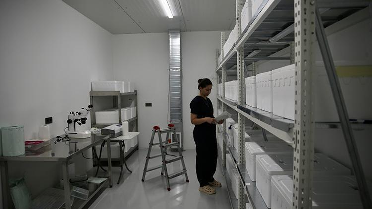 Laboratuvarda üretilen avcı böcekler biyolojik mücadelede etkin rol oynayacak Fethiyede tarımın geleceğini değiştirecek yerli proje