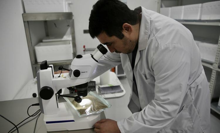Laboratuvarda üretilen avcı böcekler biyolojik mücadelede etkin rol oynayacak Fethiyede tarımın geleceğini değiştirecek yerli proje