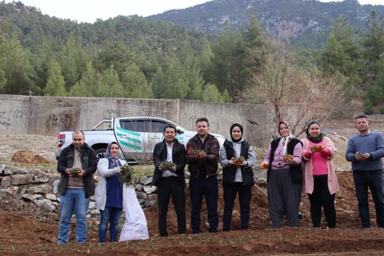 Fekede sahlep fidanları toprakla buluştu İlçenin katma değerini artıracak