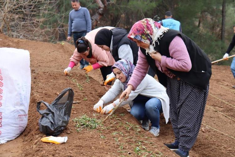 Fekede sahlep fidanları toprakla buluştu İlçenin katma değerini artıracak