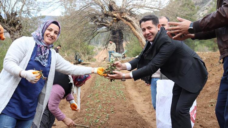 Fekede sahlep fidanları toprakla buluştu İlçenin katma değerini artıracak