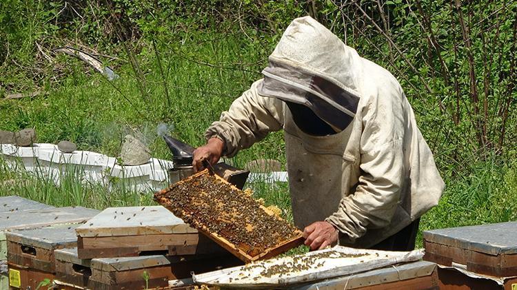 Ordunun balı 55 ülkeye ihraç ediliyor 10 bin aile arı gibi çalışarak Ordu balını dünya markası yaptı