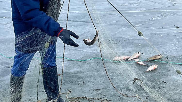 Karsta Eskimo usulü balıkçılık Buzu kırıp göle ağları bıraktı iki gün sonra geri geldi