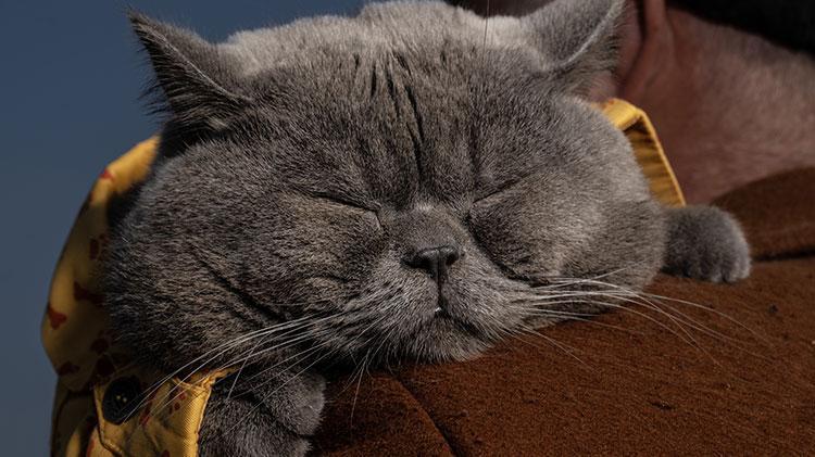Kedi reis sahibinin omzunda İstanbulu keşfediyor