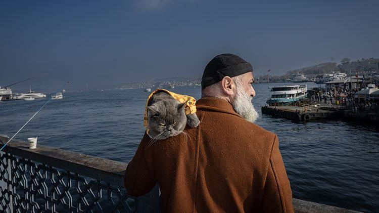 Kedi reis sahibinin omzunda İstanbulu keşfediyor
