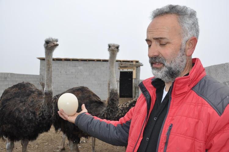 Karsta ilk deve kuşu çiftliği kuruldu Her şey 22 yıl önce başladı