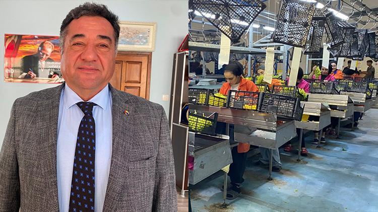 Manisalı üretici 2024ün ihracatından memnun, Alaşehirin sultanisi 69 ülkeye gitti