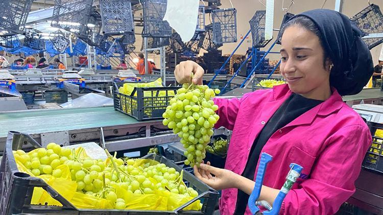 Manisalı üretici 2024ün ihracatından memnun, Alaşehirin sultanisi 69 ülkeye gitti