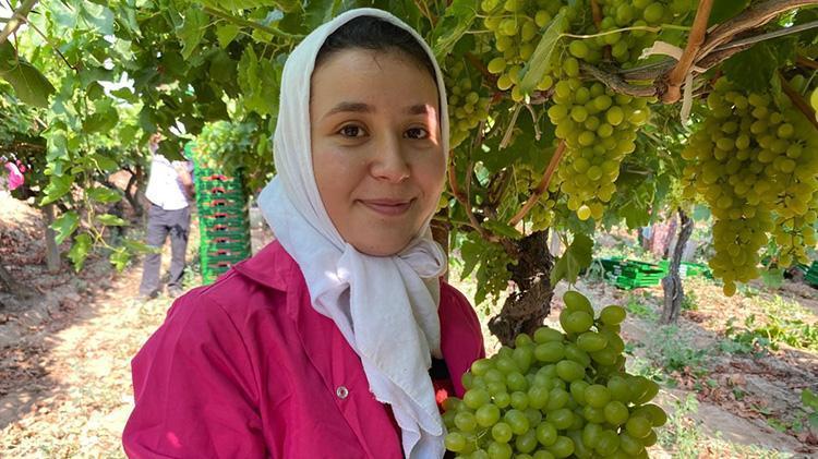 Manisalı üretici 2024ün ihracatından memnun, Alaşehirin sultanisi 69 ülkeye gitti