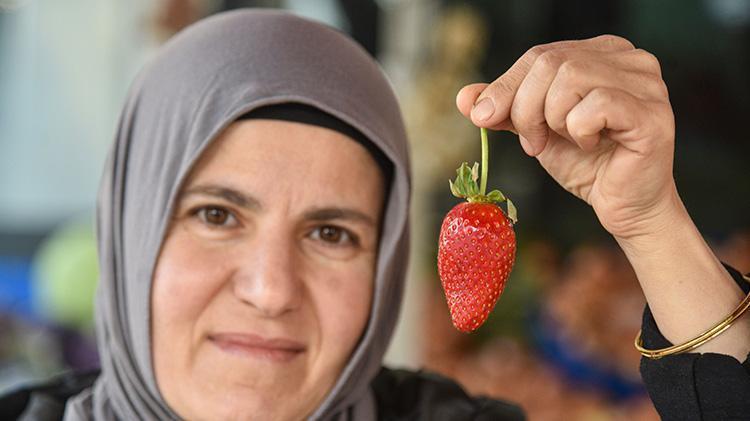 Antalyada üretim alanı zarar gören çileğin tanesi 15 lira oldu